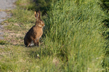 chilliger Feldhase am Strassenrand