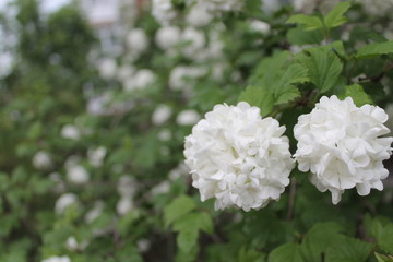 white flowers in garden