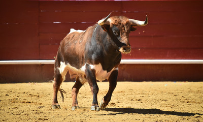 toro español en plaza de toros
