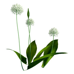3D Rendering Wild Garlic Plant on White
