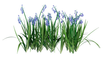 Fototapeta na wymiar 3D Rendering Bluebell Flowers on White