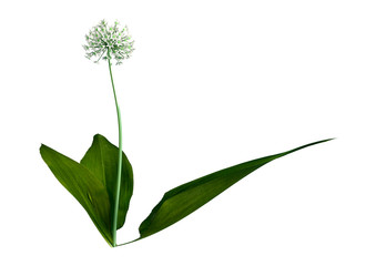3D Rendering Wild Garlic Plant on White