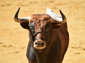 toro español en plaza de toros