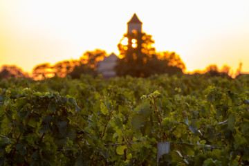 Sunset over the vineyards of Montagne near Saint Emilion. Gironde, Aquitaine. France