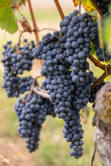 Close up of red merlot grapes in vineyard. St Emilion, Gironde, Aquitaine. France