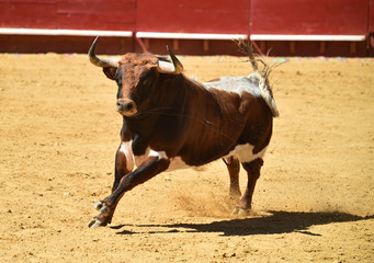 toro español en plaza de toros