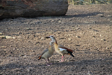 afrikanische Nilgans
