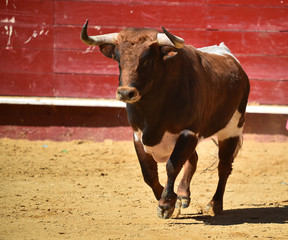 spanish bull running in bullring