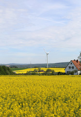 Canola Field with Wind Turbine and House in Minden,Germany