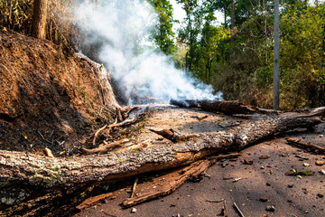 A severe wildfire burnt the trees in the forest until they collapsed and blocked the country road to the mountain village in Chiang Mai, Thailand.
