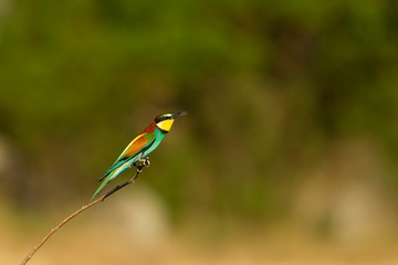 ein Bienenfresser mit weichen Hintergrund