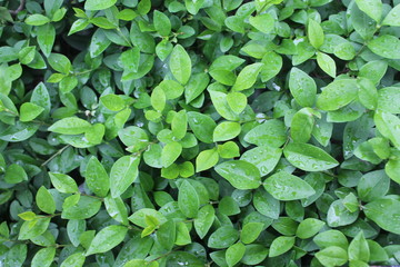 background of green leaves