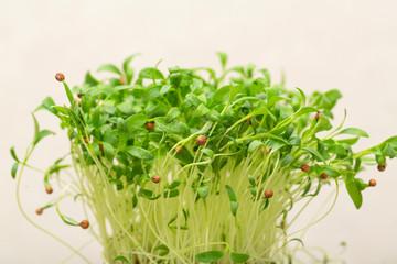 Green germinated cilantro sprouts with seeds in a pot on a light background. 