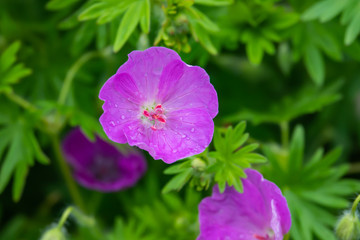 Obraz premium Bloody Geranium Flowers in Bloom in Springtime