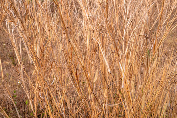 Field of brown dried grass on a sunny day as abstract background.