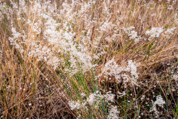 Fototapeta premium White flowering grass and dried grass on the background.