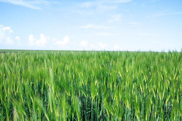 green field of young wheat sprouts, to the horrizon