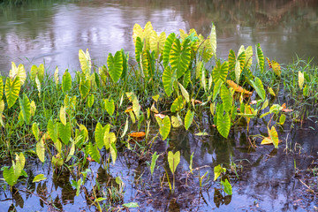 Plenty of green Caladium growing in canal in Chiang Mai, Thailand.