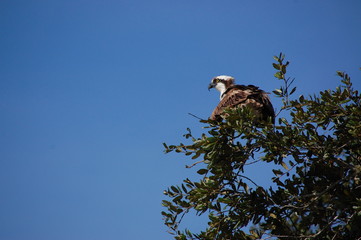 Osprey