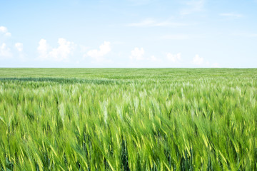 green field of young wheat sprouts, to the horrizon