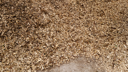 Ecorce de bois - Gros plan