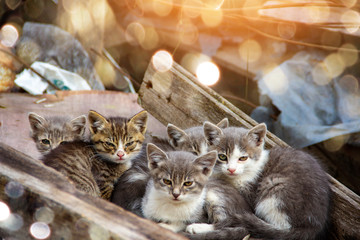 Beautiful Kats, little cute kittens are looking into camera. A lot of animals young cats.