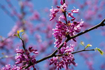 Spring purple bloom of Eastern Redbud, or Eastern Redbud Cercis canadensis on blurred background of pink flowers and blue sky. Selective focus. Concept of nature of North Caucasus for design.