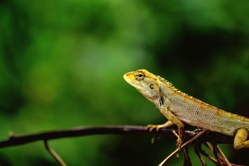 lizard on tree