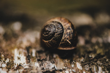 macro photography forest snail background