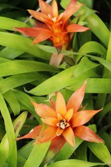 Bromeliad flower in the garden with nature