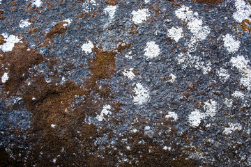 A  black big rock with rough texture full of dried lichen and moss on the surface.