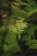 macro photography forest plants background