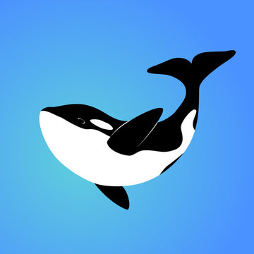 Isolated orca whale on blue background. Killer whale. Sea animal. Colorful orca whale in blue ocean.