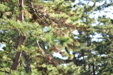 pine