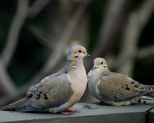 pair of morning doves