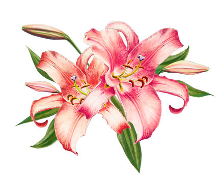 Beautiful pink lily. Bouquet of flowers. Floral print. Marker drawing. Watercolor painting. Wedding and birthday festive composition. Greeting card. Flower painted background. Hand drawn illustration.