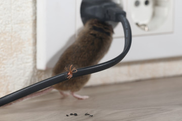 Close-up gnawed wire  on the background of mouse climbs into outlet. Inside high-rise buildings....