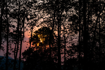 Silhouette of trees in the forest with orange sunlight shining through in the morning against pink sky.