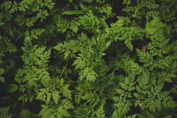 Naklejka na ściany i meble macro photography forest plants background
