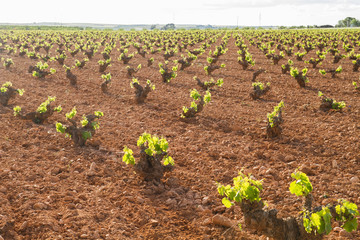 Sustainable vineyard in Castilla La Mancha, Spain