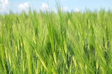 green field of young wheat sprouts, close-up view