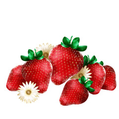 Strawberry fruit and daisy flower