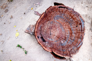 Old tree stump with annual ring on the surface looking from above.