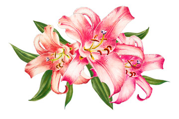 Beautiful pink lily. Bouquet of flowers. Floral print. Marker drawing. Watercolor painting. Wedding and birthday festive composition. Greeting card. Flower painted background. Hand drawn illustration.