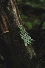 macro photography forest background