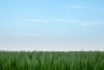 Fototapeta na wymiar green field of young wheat sprouts, moon on the blue sky