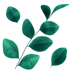 Eucalyptus Plant Leaf Branch