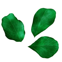 Fototapeta premium Fiddle tree plant leaf isolate material
