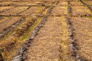 Rows of empty seedbed in the countryside of Chiang Mai, Thailand.