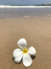Fototapeta na wymiar White plumeria on the shores of the Indian Ocean in Sri Lanka